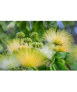 10 Seeds Mother in Law&#39;s Tongue Tree Create a Lush Garden with Premium S... - £12.66 GBP