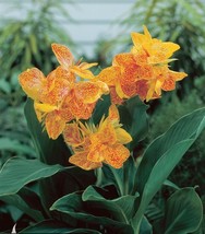 Canna Lily Golden Lucifer Dwarf Variety 32-35&quot; tall 1 rhizome Yellow with Red - £7.88 GBP