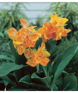 Canna Lily Golden Lucifer Dwarf Variety 32-35&quot; tall 1 rhizome Yellow wit... - £7.84 GBP