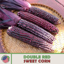 FA Store 25 Double Red Sweet Corn Seeds Hybrid Organic Non-Gmo - £8.86 GBP