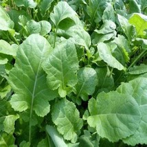 2,000 Ethiopian Kale Seeds Brassica Carinata Non Gmo Heirloom Fresh Garden - $11.58