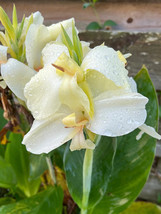 Moonshine Canna Lily Seeds Green Leaves And Milky White Flowers Fresh Garden USA - £8.64 GBP