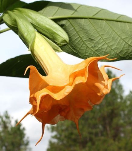 10 Orange Angel Trumpet Seeds Flower Fragrant Flowers Seed Bloom 296 Us ... - $10.99