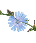 1000+ Chicory Seeds | Blue Dandelion | Perennial Medicinal Herb &amp; Coffee... - $7.38