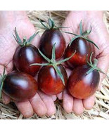 SYR 50 Seeds Indigo Ruby Tomato Juicy Tomatoe Vegetable Edible Food Fast... - €11,53 EUR SYR 50 Seeds Indigo Ruby Tomato Juicy Tomatoe Vegetable Edible Food Fast... - €11,53 EUR