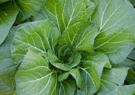 Vates Collard Greens Seeds 300 Garden Vegetables Salad Cooking - £7.83 GBP