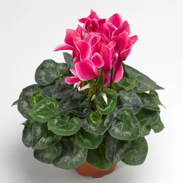 15 Cyclamen Seeds Sierra Synchro Wine Flame Fresh Garden - £13.71 GBP