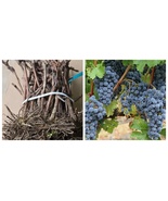 Concord Grape Vines, Bareroot - $84.50