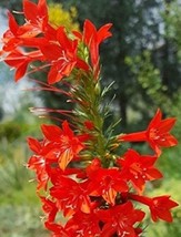 Standing Cypress 100 Seeds   - $6.99