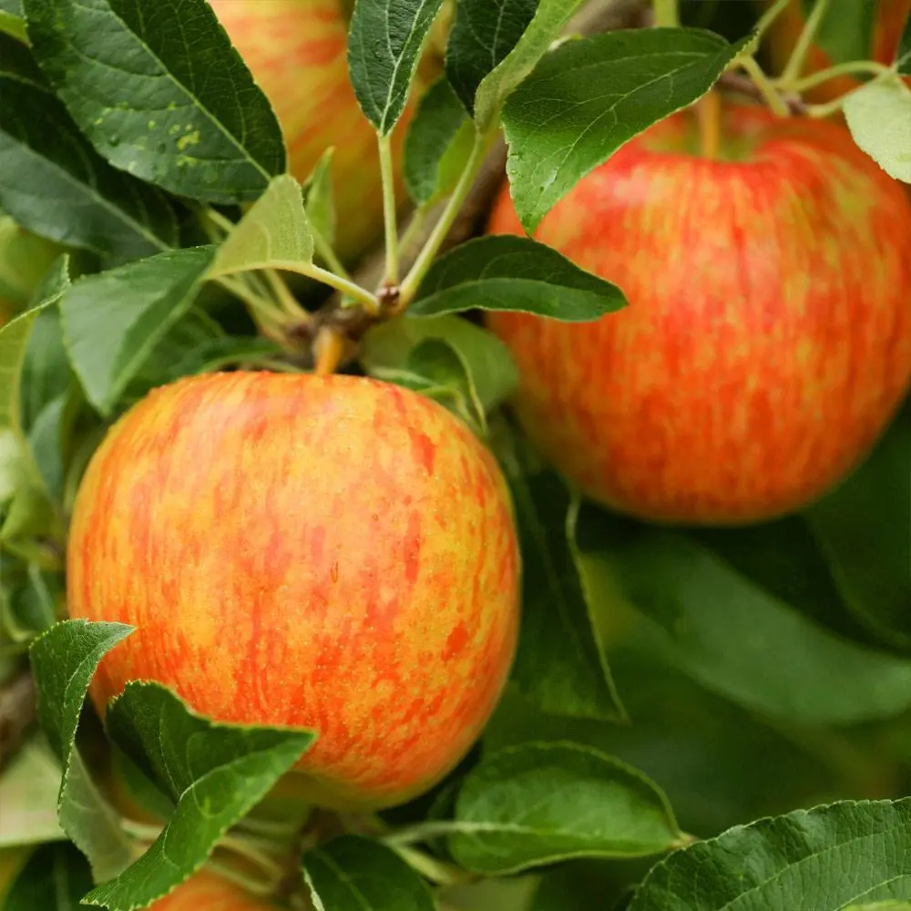 Honeycrisp Apple Tree 18-24&quot; Tall Live Plant Bareroot Seedling Malus - £56.52 GBP