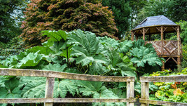 LWSTORE 10 Gunnera Manicata 6&#39; Leaves Giant Rhubarb Dinosaur Plant Moist Shade S - $10.77