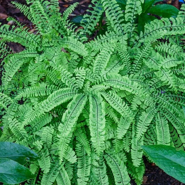 3 Maidenhair Spleenwort Fern Rhizomes/Roots-live Plants Asplenium tricho... - £35.14 GBP