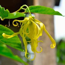 Ylang-Ylang Anonáceas Cananga Odorata Live Tree 10-Inch24Inch Arbol Vivo Gardeni - $85.89