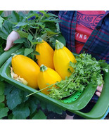 25+ Golden Egg Zucchini Squash Seeds - $10.96