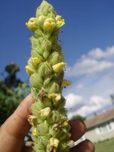 50 Great Mullein Seeds Verbascum Thapsus Up To A 5 Foot Tall Flower Fresh USA Fa - £8.53 GBP