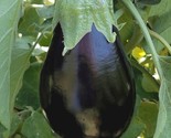 Black Beauty Eggplant Seeds 25 Vegetable Garden Culinary Cooking - $8.99