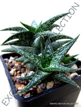 Rare Aloe Descoingsii @J@ Agave Healing Medicinal Succulent Plant Seed 10 Seeds - £7.18 GBP