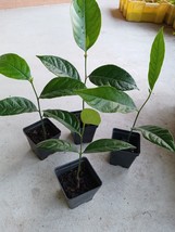 (2) 9&quot; -12&quot; Jackfruit Artocarpus Heterophyllus Jack Fruit Seedling Plant Trees - £23.97 GBP