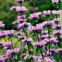 Fresh USA Seller Phlomis Tuberosa Seed - £8.58 GBP