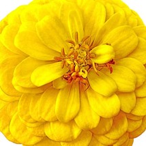 USA Seller Canary Bird Zinnia Seeds Fast Shipping - £12.85 GBP