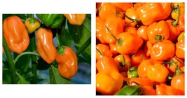 90+ Orange Habanero Hot Pepper Seeds Very Hot Muy Caliente! Spicy Free Shipping - £17.25 GBP