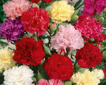 25 Seeds Chaubaud Mix French Carnation Flower - $9.67
