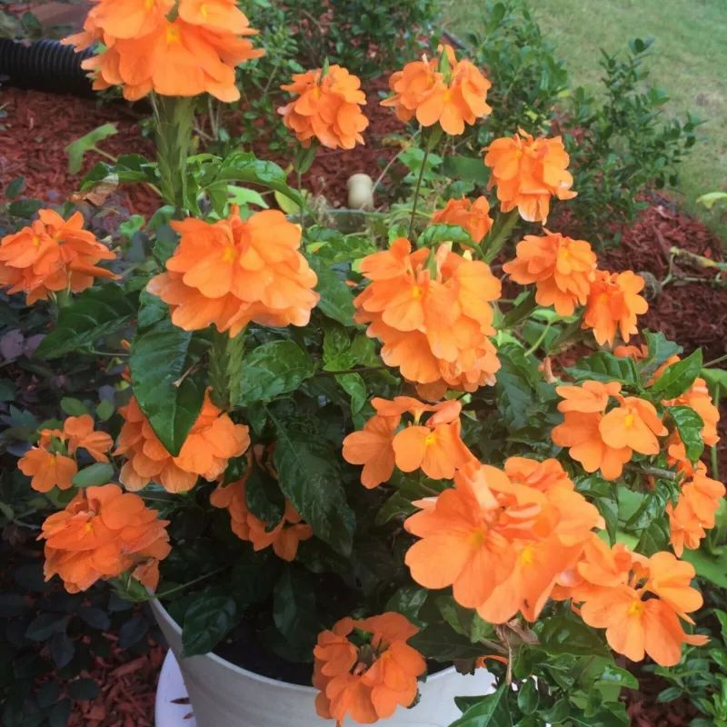 Crossandra infundibuliformis Orange marmalade firecracker flower 5 Seeds - $15.32