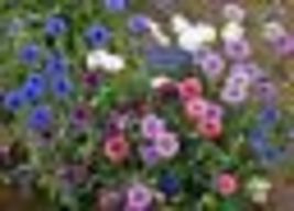 400 Seeds Cornflower Bachelor Button POLKA DOT MIX Dwarf Spring Blooms! Non-GMO - £9.48 GBP