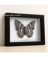 Amazon Beauty Baeotus Aeilus Real Butterfly Framed Entomology Shadowbox Display - $62.00