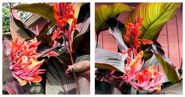 3 Large Rhizomes Canna Lily Bulbs Red Flowers Tall Plants Purple Bronze ... - $44.95