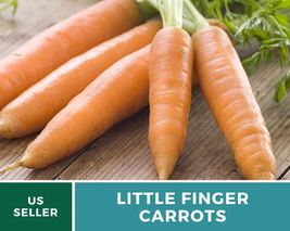 250 Carrot Little Finger Seeds Daucus carota Heirloom Vegetable Open Pollinated - £12.48 GBP