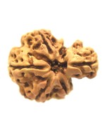 1 Mukhi Savar Rudraksha / Naag Savar Rudraksh - Nepal Bead - Lab Certified - $458.48 CAD