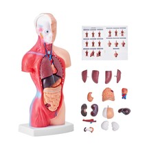VEVOR Human Body Model, 15 Parts 11 inch, Human Torso Anatomy Model Anatomical S - $1,392.13 MXN