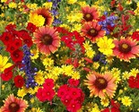Texas Oklahoma Wildflower Mix 14 Species of Stunning Native Flowers Easy... - £2.42 GBP