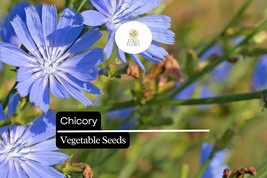 300 Seeds Chicory – Cichorium intybus, Heirloom Vegetable &amp; Coffee Subst... - $7.19