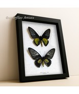 Dr. Platen&#39;s Birdwing Troides Plateni Pair Real Butterflies Framed Shado... - $144.99