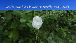 Tropical Seeds -Rare Double WHITE Butterfly Pea -10 Seeds -Perfect Trell... - £4.79 GBP