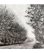 Web Worm Effects On Poplar Vs Maple Insect Victorian 1887 Print Entomolo... - $34.17 CAD