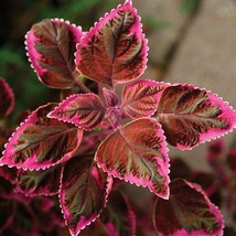 US Seller 100Pcs Coleus Flower Seeds Rose Pinkish Reish Brown Colors New... - $10.90