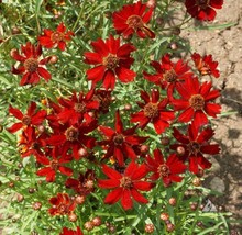 ArfanJaya 300 SeedsCoreopsis Dwarf Red Plains 12-15&quot;&quot; Butterfly Garden Fall Bloo - £8.17 GBP
