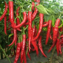 30 Heirloom Cayenne Pepper Seeds Organic Hot Pepper Fresh Garden USA Shipping - £8.44 GBP