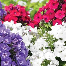 New Seeds Vibrant Phlox Star Seeds Over 50 Blossomready Seeds Beautify Your Gard - £6.74 GBP