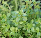 Seeds Untreated Non-GMO Vegetable Seeds and MicroGreens 250+ - $6.99