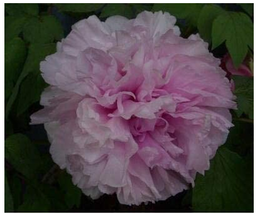 10cs Paeonia suffruticosa Andr Tree Peony BonsaiRare Beautiful Garden Fl... - £8.75 GBP