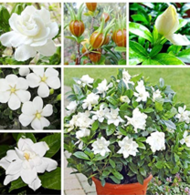 2  pcs Gardenia Bonsai (Cape Jasmine) Amazing Smell &amp; Beautiful Flowers Rare Bon - £3.98 GBP