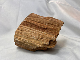 Petrified Wood Tree  3 Lb 6.5 Oz Fossilized Natural Material - $39.55