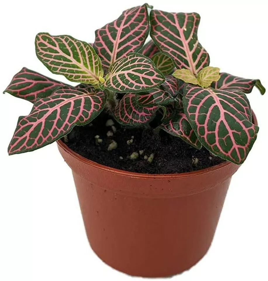 Nerve Veined Fittonia Mini Pink Easy To Grow House Terrarium Live Plant ... - $41.80
