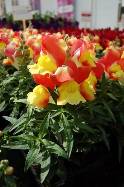 Snapdragon Seeds Snapdragon Snappy Orange And Yellow 50 Seeds Fresh Garden - £9.16 GBP