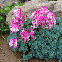 Dicentra peregrina Seeds - Lovely Pink Bleeding Heart-shaped Blooms_Tera... - $7.99