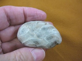 (F831-350) 2&quot; inch unpolished Petoskey stone fossil coral specimen MI st... - $17.75